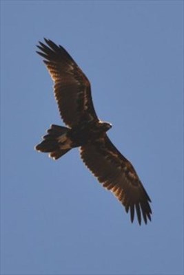 General - Eagle 188