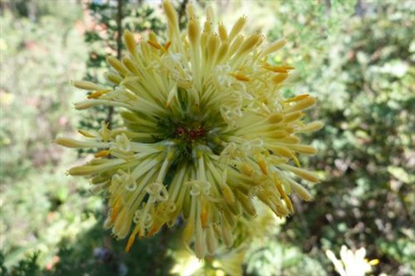 Wildflowers - Isopogon