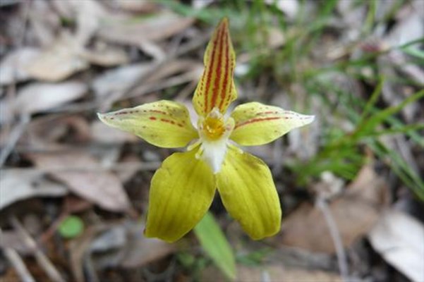 Wildflowers - Cow slip orchid 100950