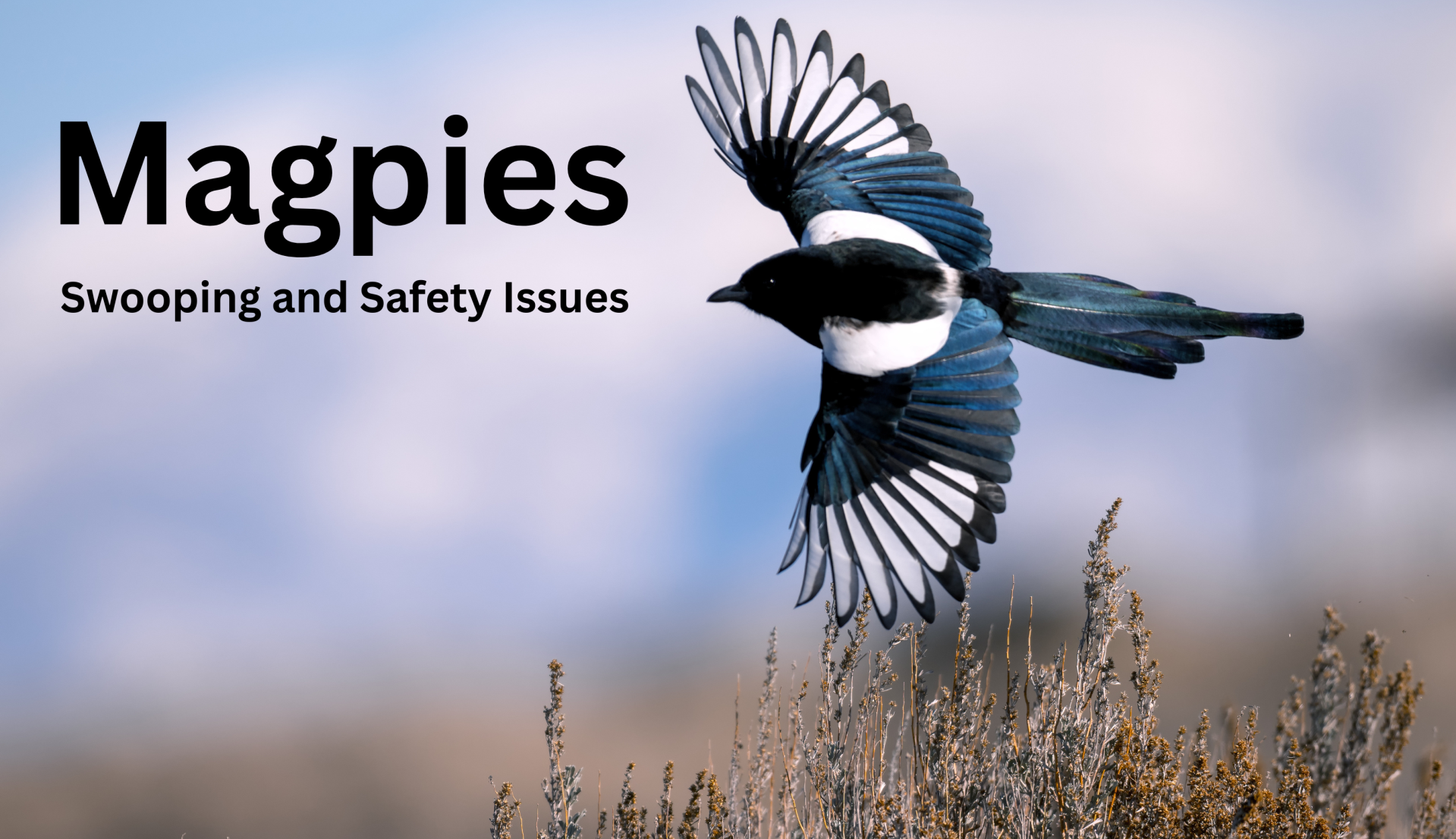 Magpies