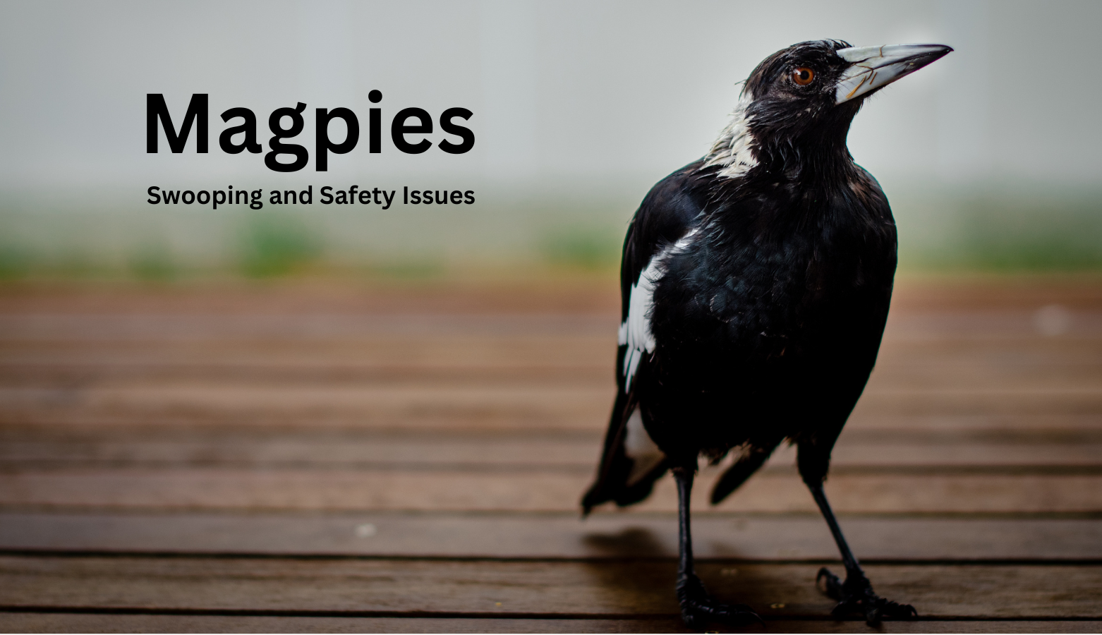 Magpies