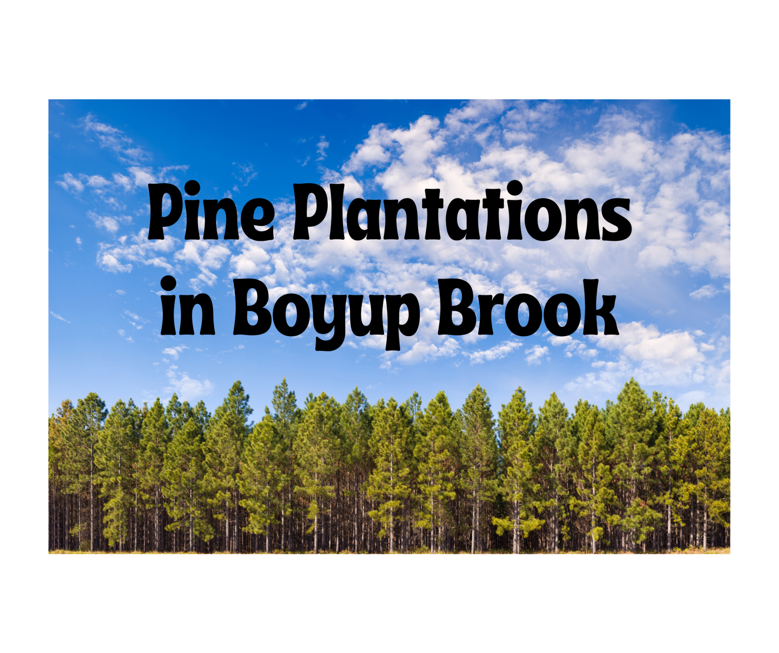 Pine Plantations in Boyup Brook